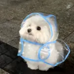 Logos的头像 • BUG软件